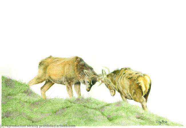 86. Red Deer Stags - The Rutt