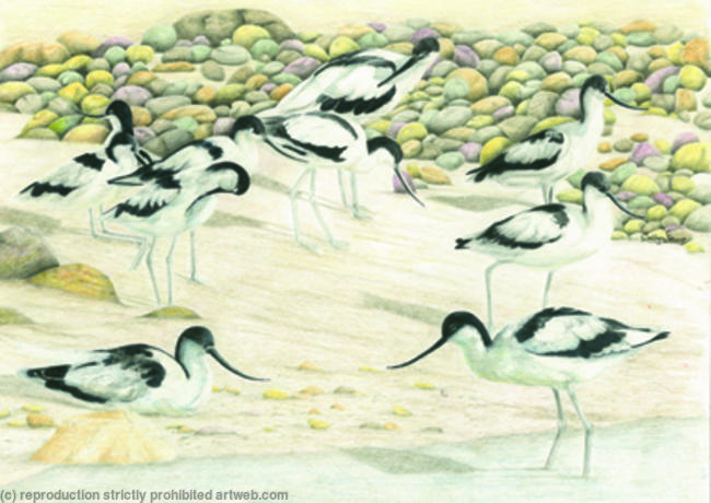 87. Avocet - Enjoying the beach