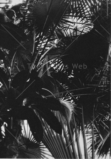 Kew Gardens4