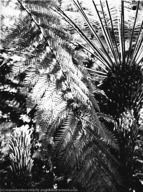 Kew Gardens11