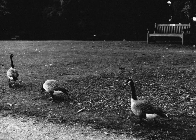 Kew Gardens13