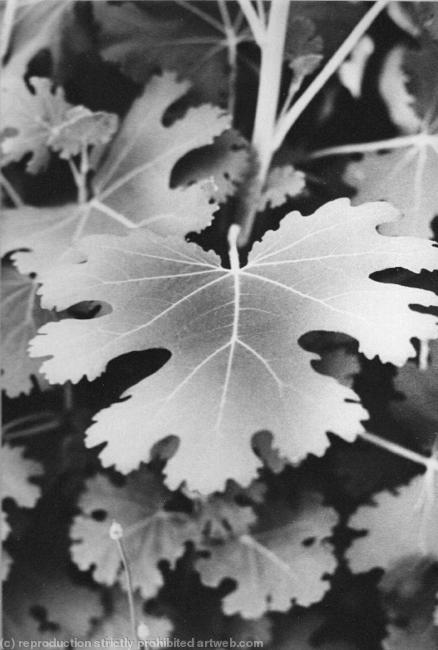 Kew-Gardens_0002