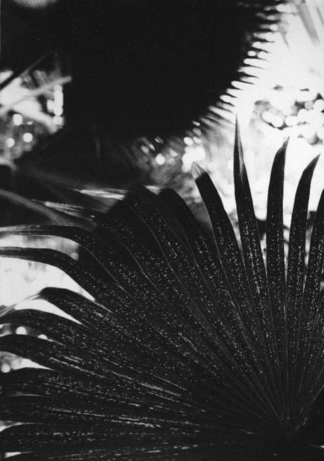 Kew-Gardens_0003