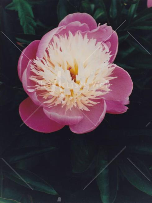 Colour Photos1