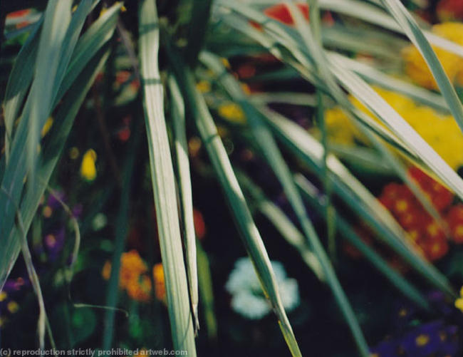 Colour Photos3