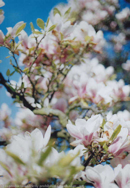 Colour Photos4