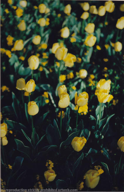 Colour Photos5