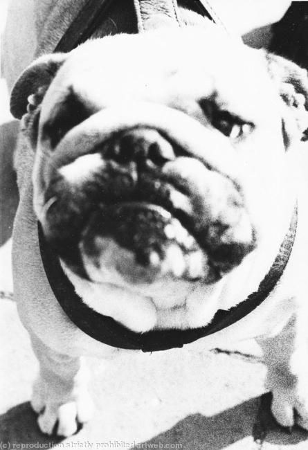 Bull Dog