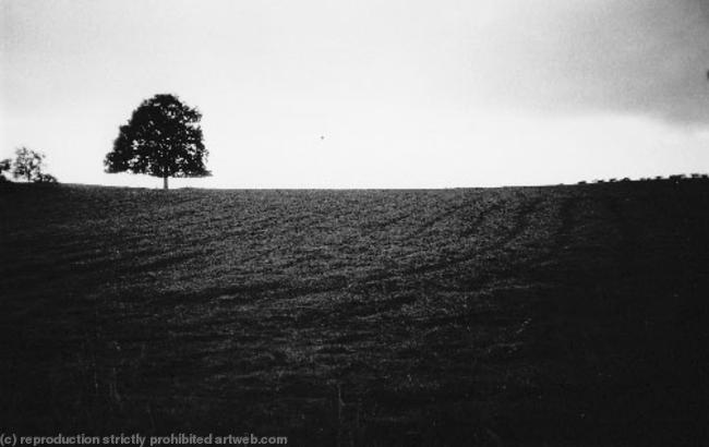 Germany (field with cows)