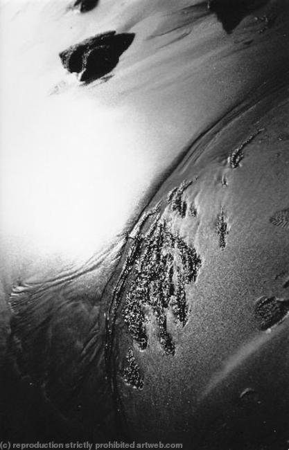 Seaweed