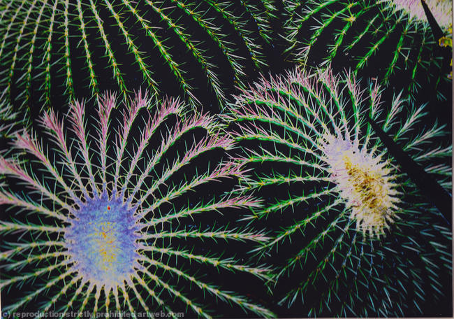 Cactus 2