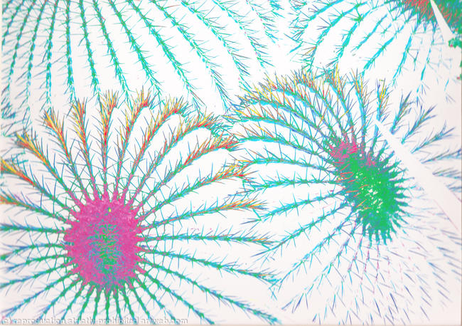 Cactus 7
