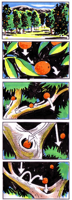 Botaniq storyboard 1