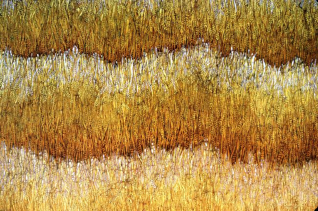 wheat field detail