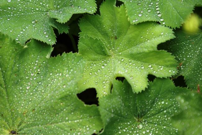 Droplets