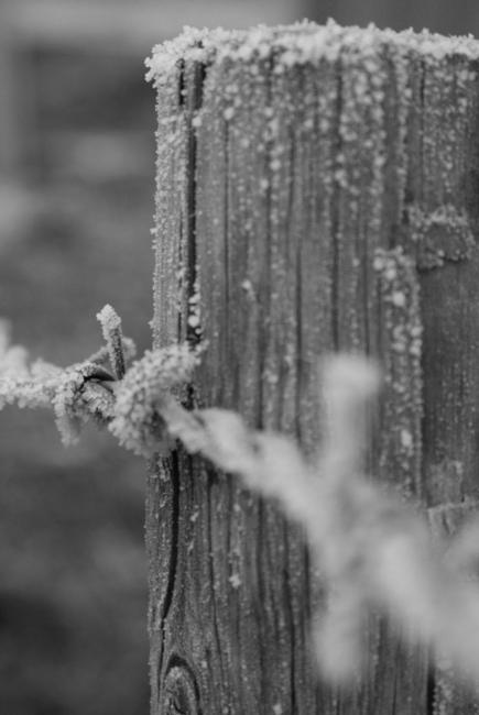 Frozen Fear