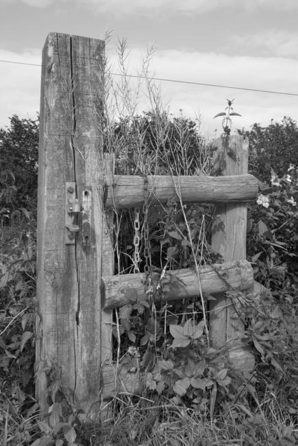 Cedar Stile