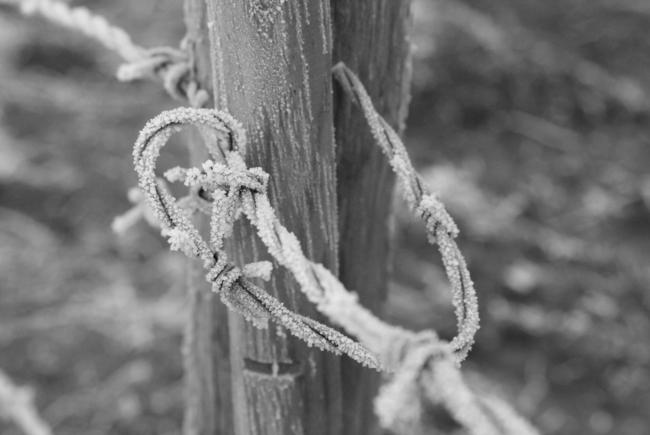 Entwined