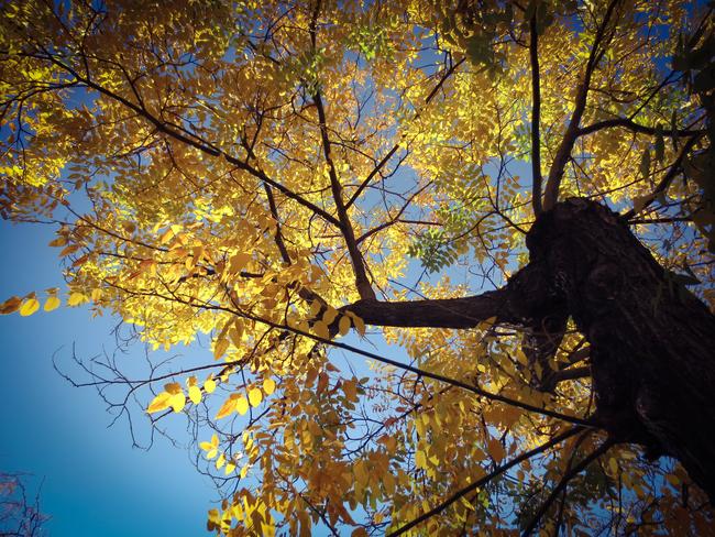 Autumn Trees 1