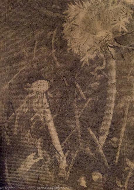 dandelion 2