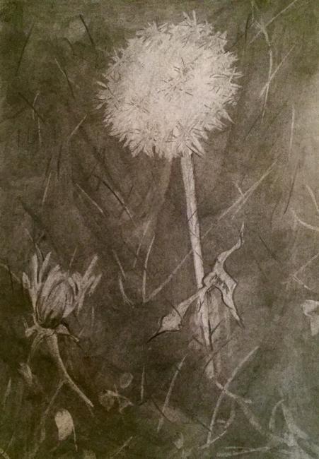 dandelion 3