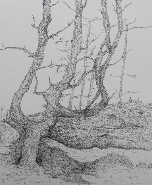 Cromarty Tree