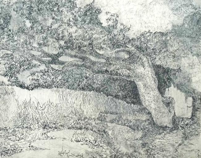 Yellowcraigs pine