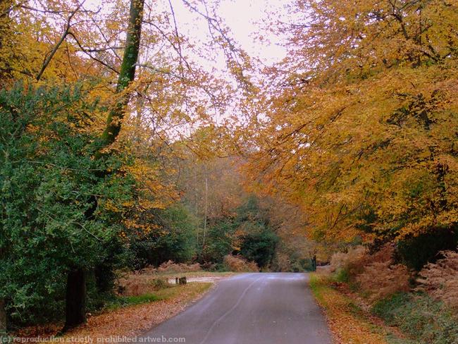 Autumn in the New Forest