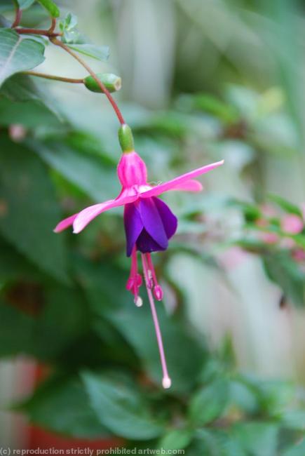 Fuschia Jeanne