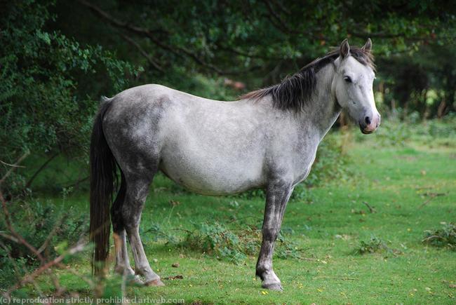 New Forest Grey