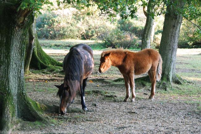 New Forest Mare and Foal