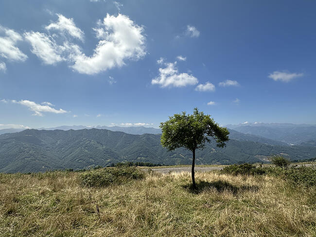 solitary tree