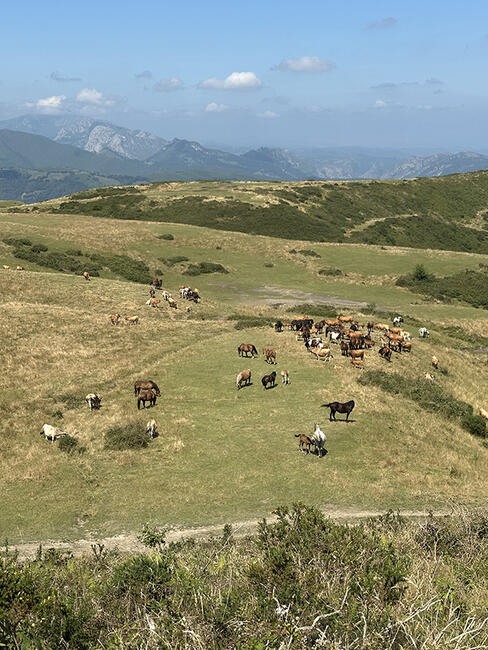 herd of asturias horses