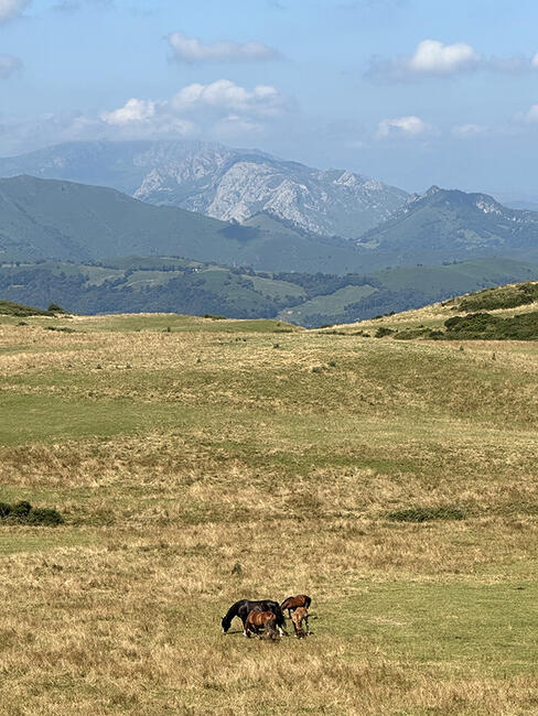 family of horses