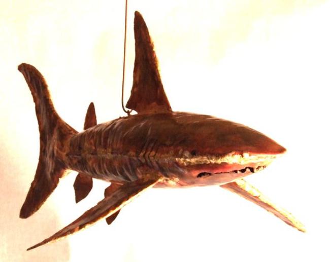Shark