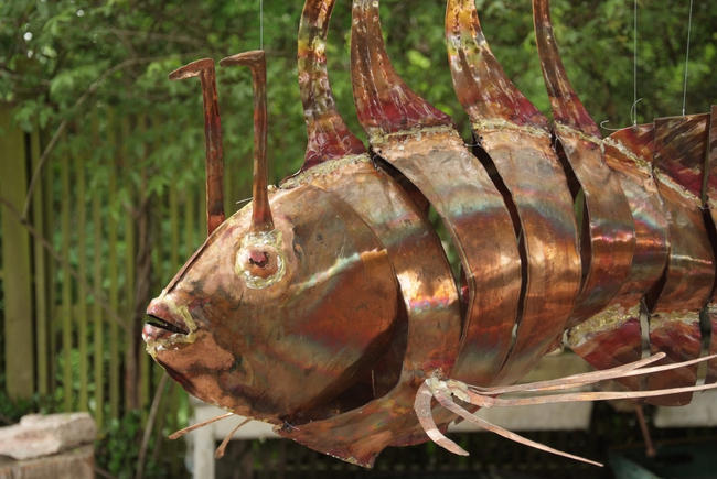 scorpion fish