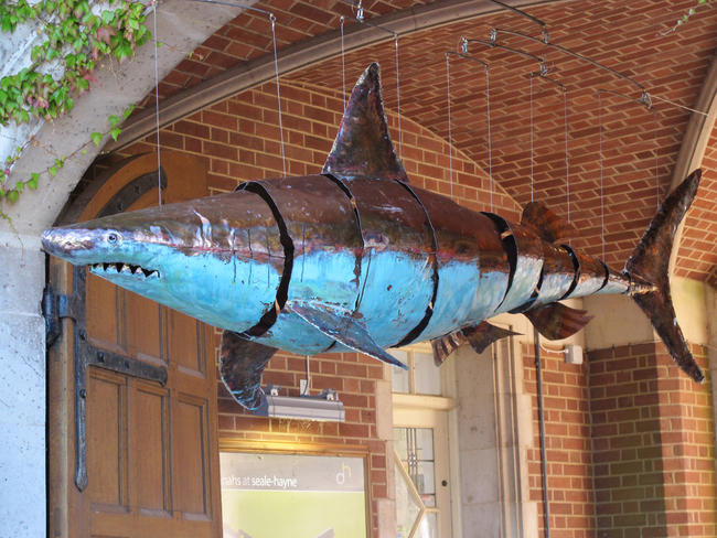shark mobile