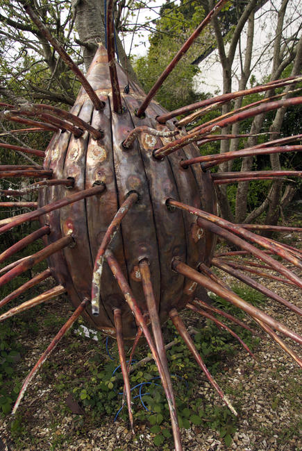 sea urchin