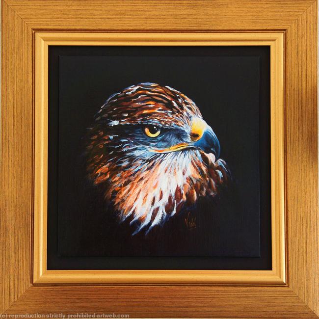 Buzzard Portrait