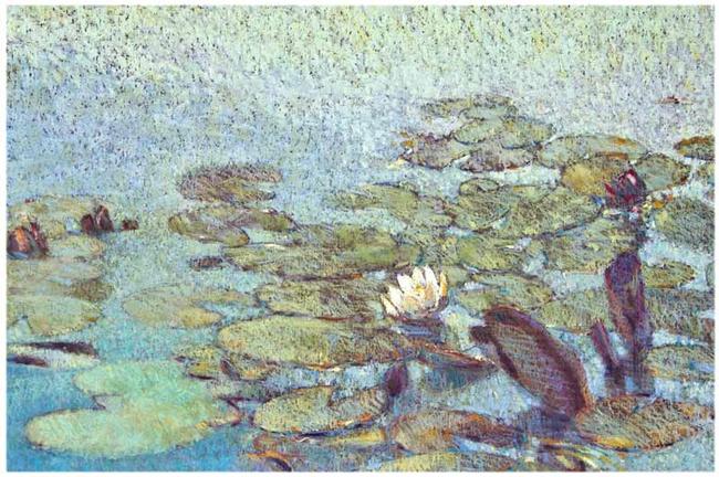 Waterlilies