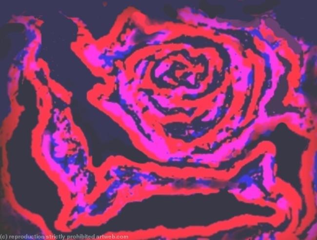 Night rose