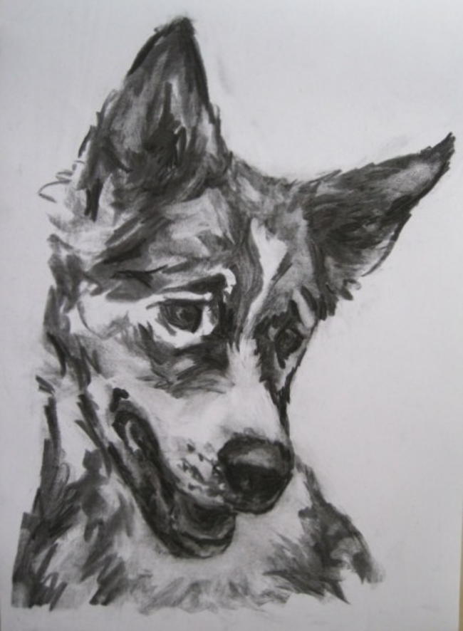 Charcoal dog study 1.
