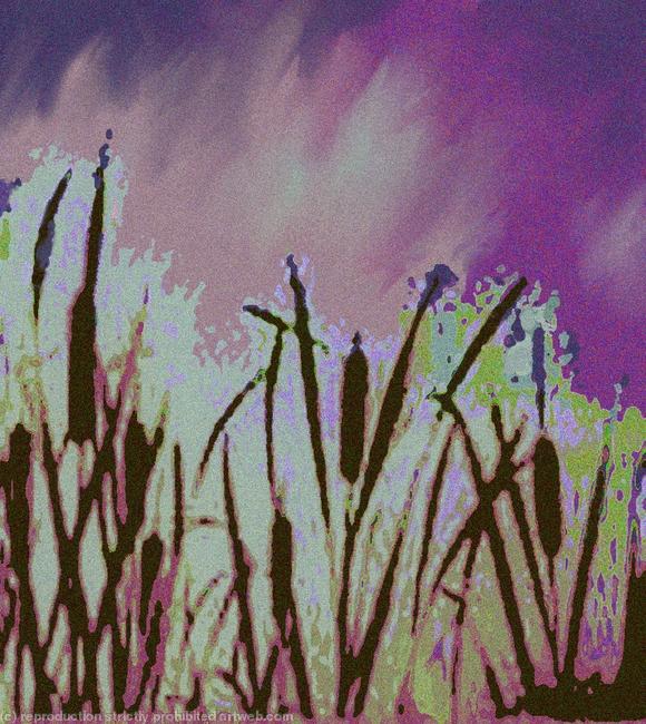 Bullrushes in