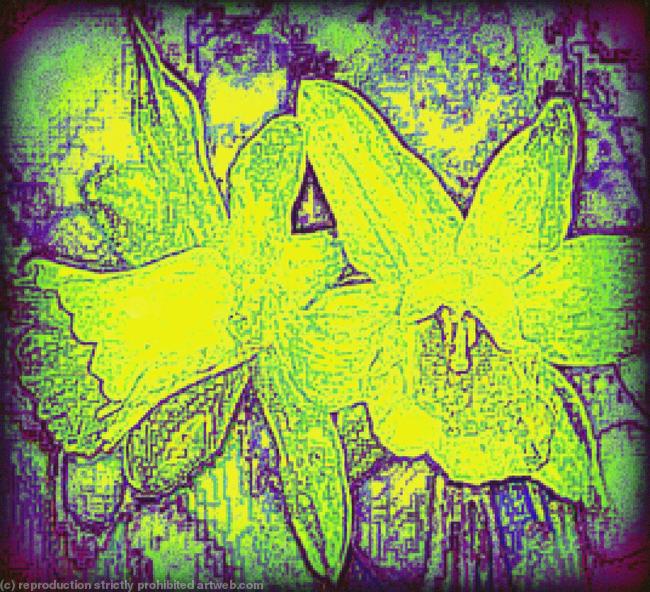 daffodils