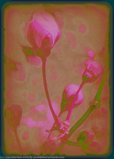 Blosssom buds