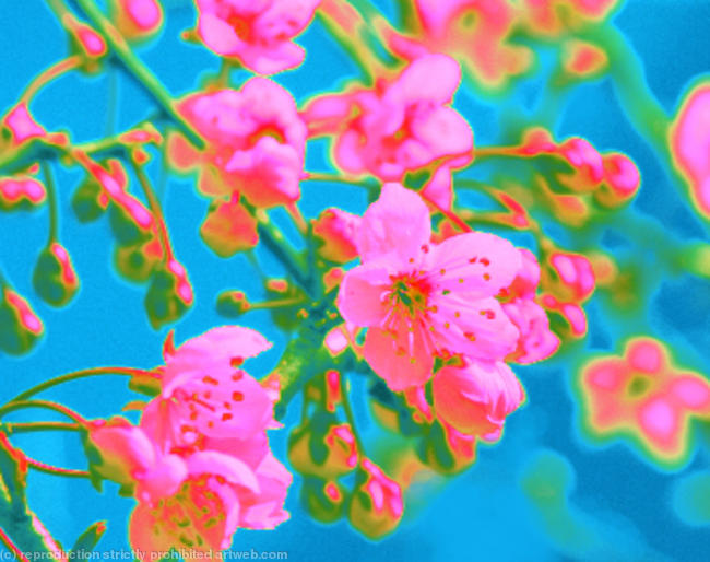 Cherry blossom 1.