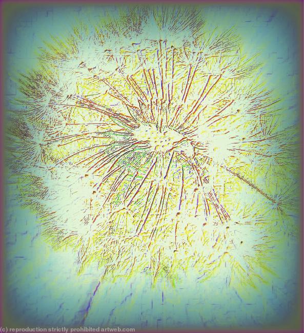 Dandelion seed head
