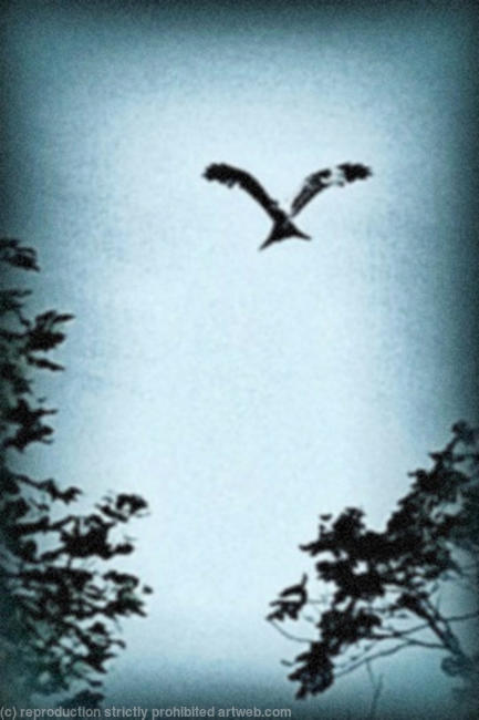 Red Tailed Kite