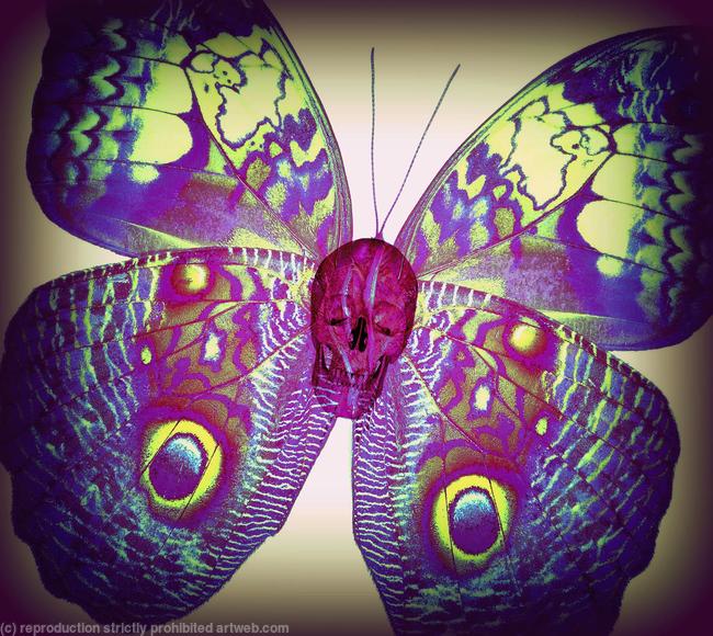 Skull Butterfly