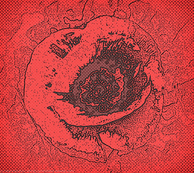 Remembrance Poppy